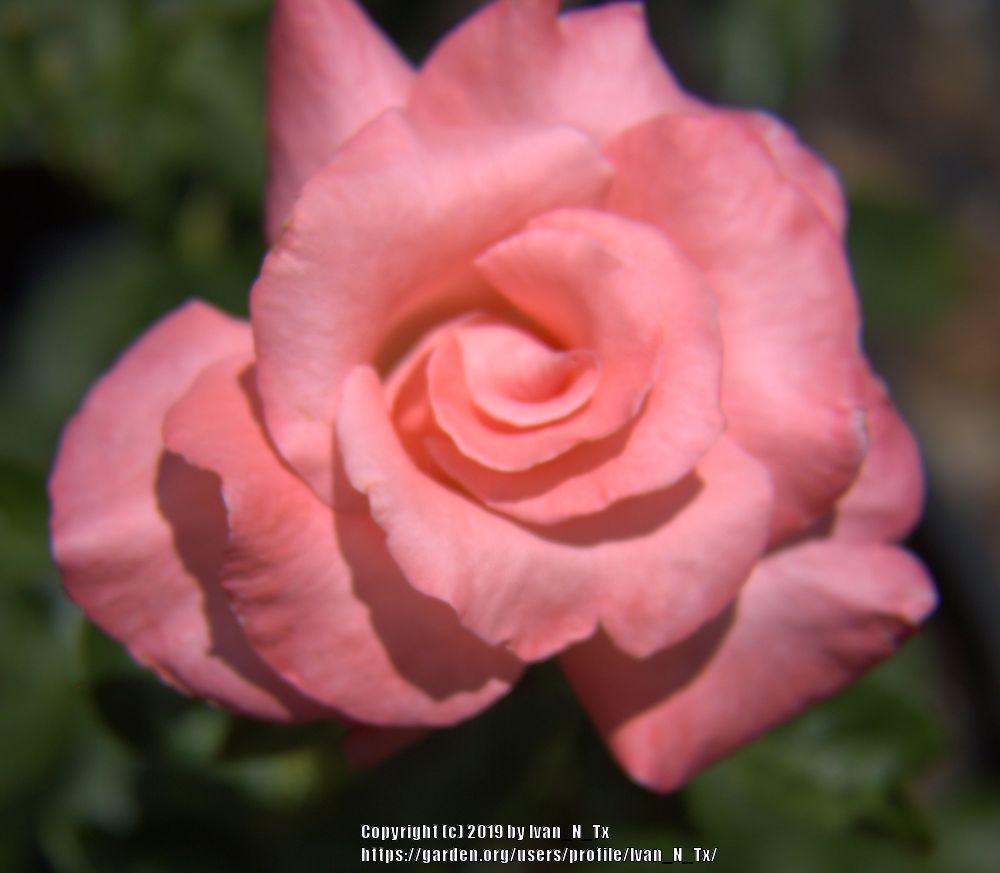 Photo of Rose (Rosa 'Brigadoon') uploaded by Ivan_N_Tx