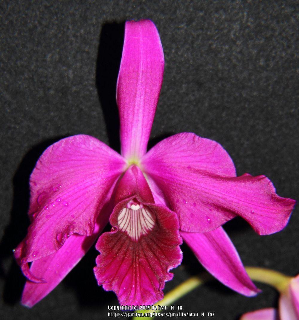 Photo of Orchid (Cattleya purpurata) uploaded by Ivan_N_Tx