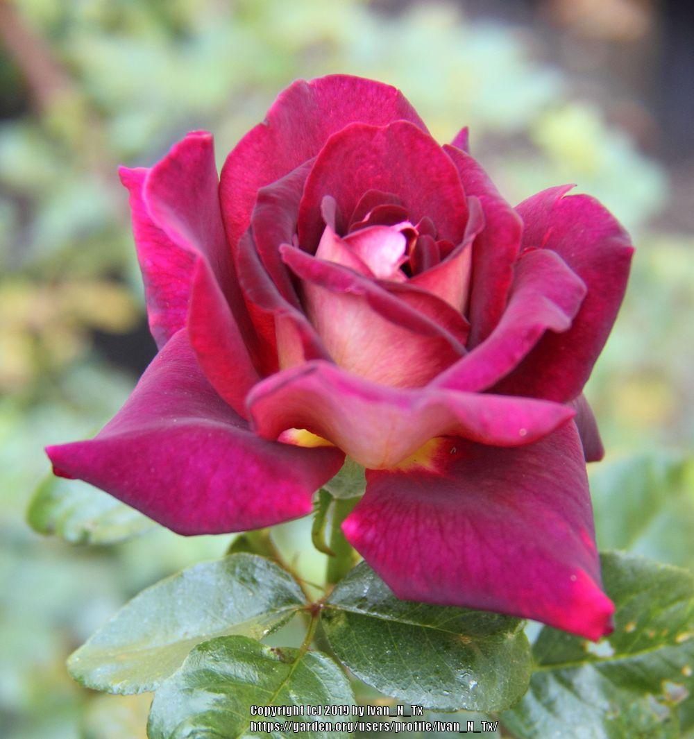 Photo of Rose (Rosa 'Garden Director Bartje Miller') uploaded by Ivan_N_Tx
