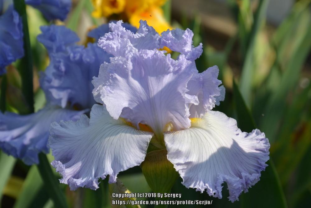 Photo of Tall Bearded Iris (Iris 'Fancy Stuff') uploaded by Serjio
