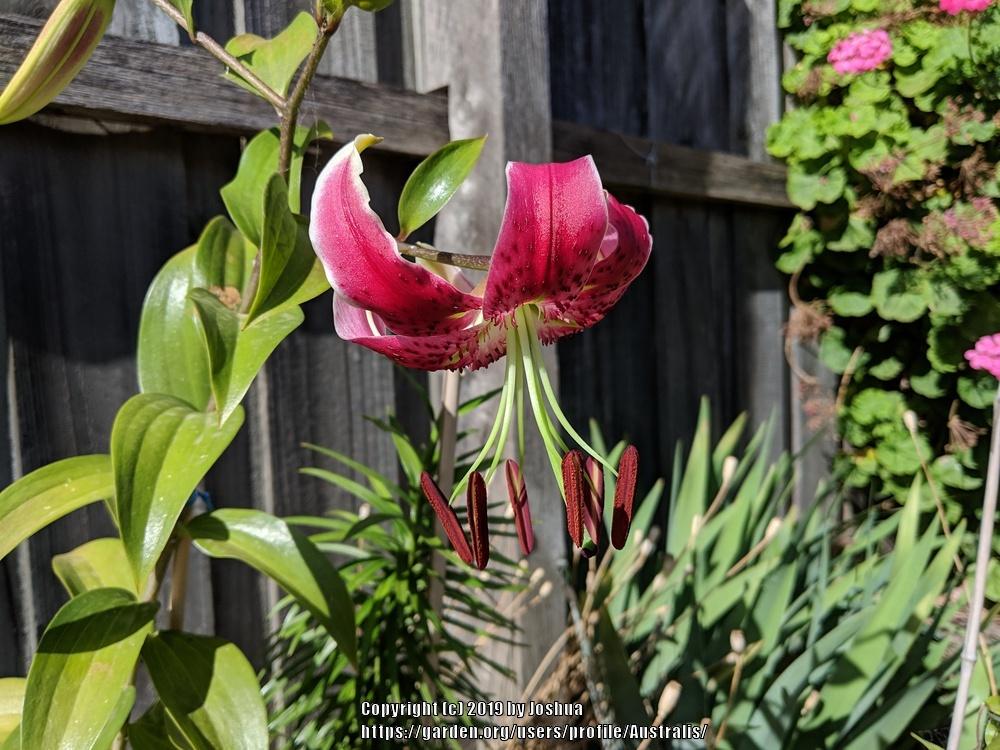 Photo of Lily (Lilium 'Scarlet Delight') uploaded by Australis