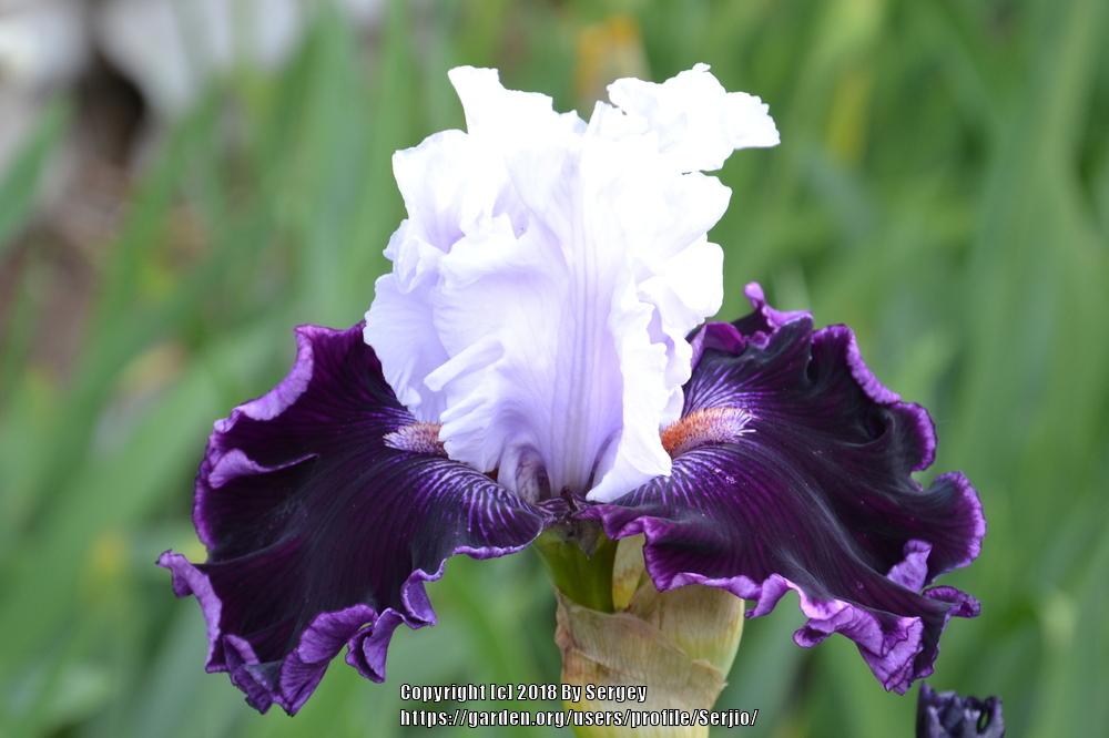 Photo of Tall Bearded Iris (Iris 'Dinner Talk') uploaded by Serjio