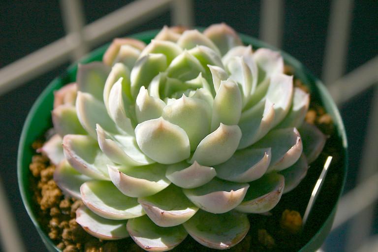 Photo of Mexican Snowball (Echeveria elegans) uploaded by loosertora