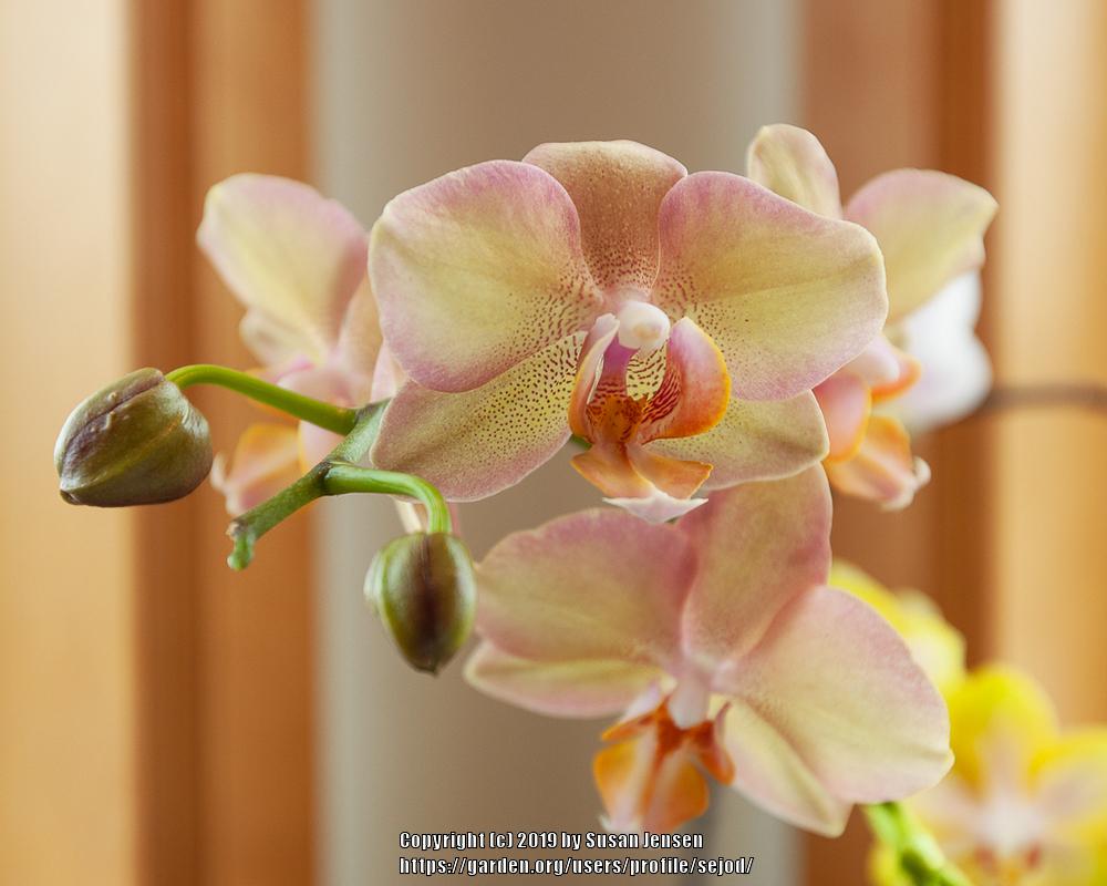 Photo of Moth Orchid (Phalaenopsis) uploaded by sejod