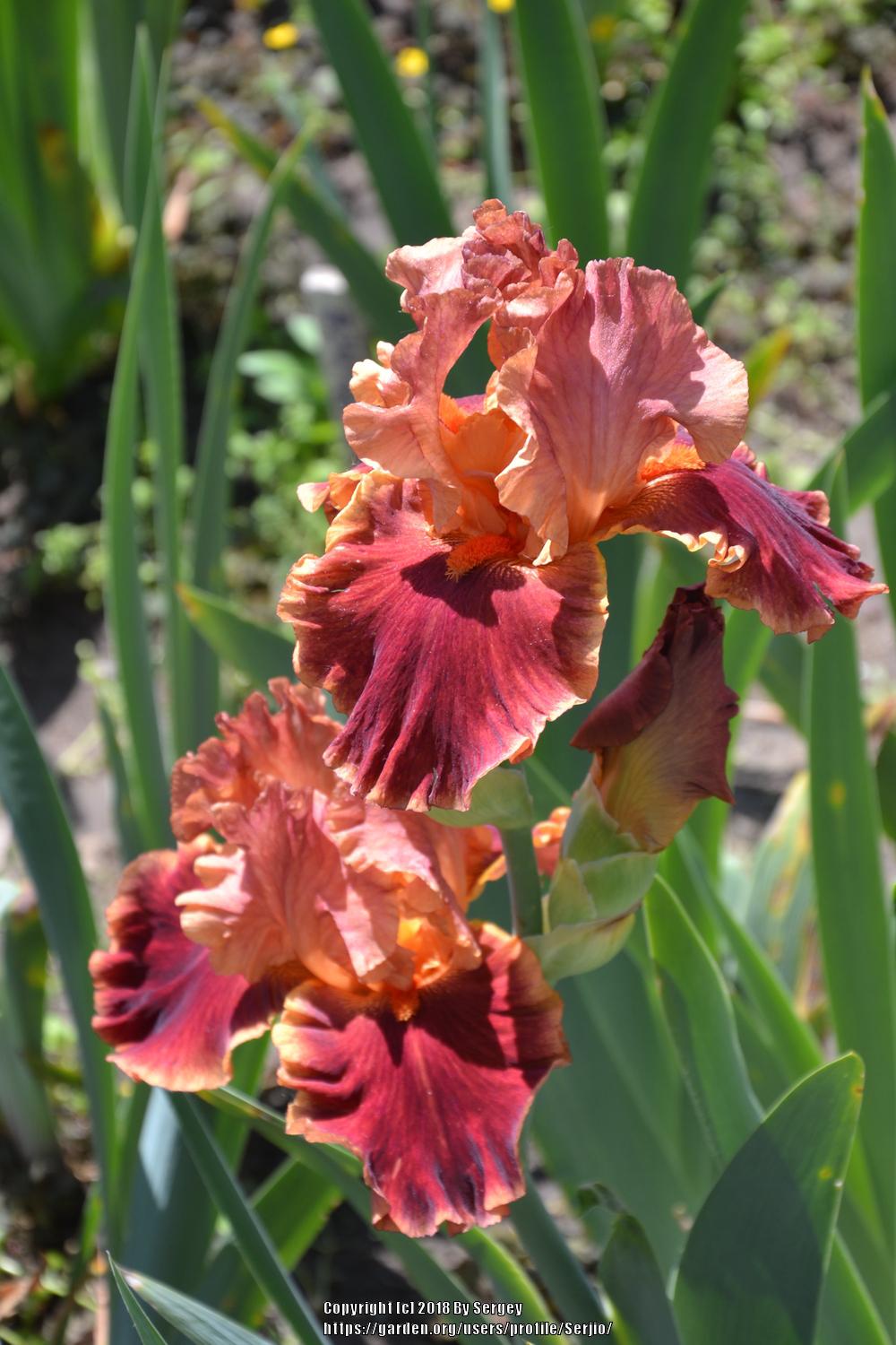 Photo of Tall Bearded Iris (Iris 'Drinks at Sunset') uploaded by Serjio