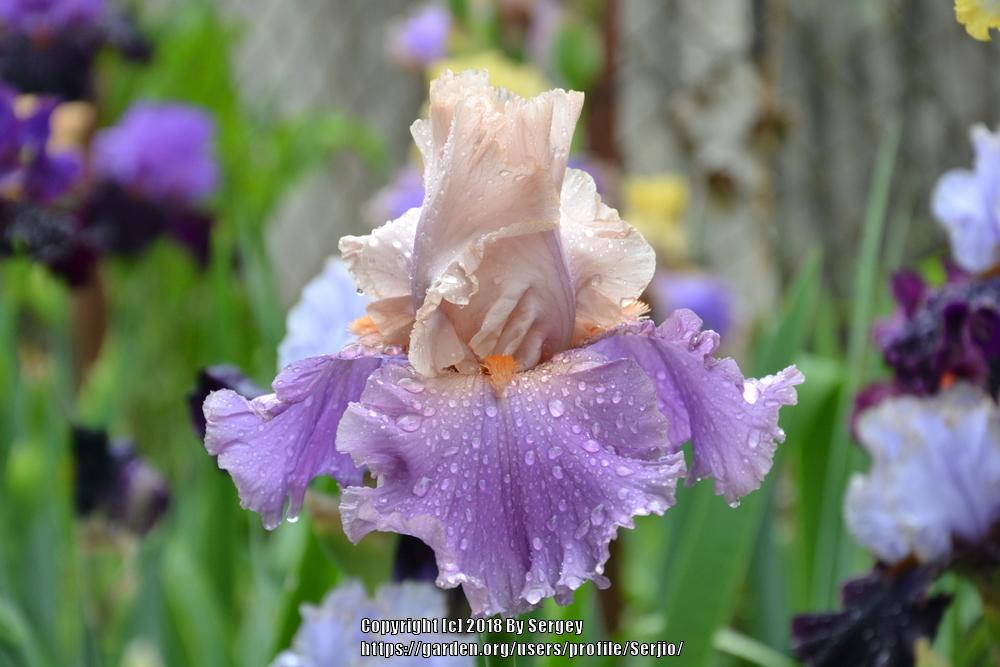 Photo of Tall Bearded Iris (Iris 'Discovered Treasure') uploaded by Serjio