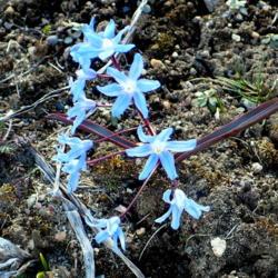Location: Nora's Garden - Castlegar, B.C.
Date: 2016-03-26
- Beautiful open-faced blue blossoms.