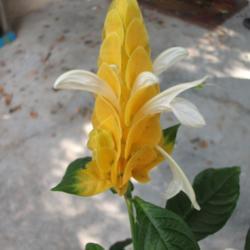 Location: My patio zone 9 Louisiana
Date: 2018-07-30
White actual flowers on the yellow bracts