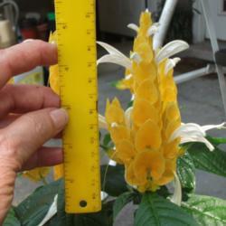 Location: My patio zone 9 Louisiana
Date: 2018-08-03
Large flowers measured 5 plus inches long