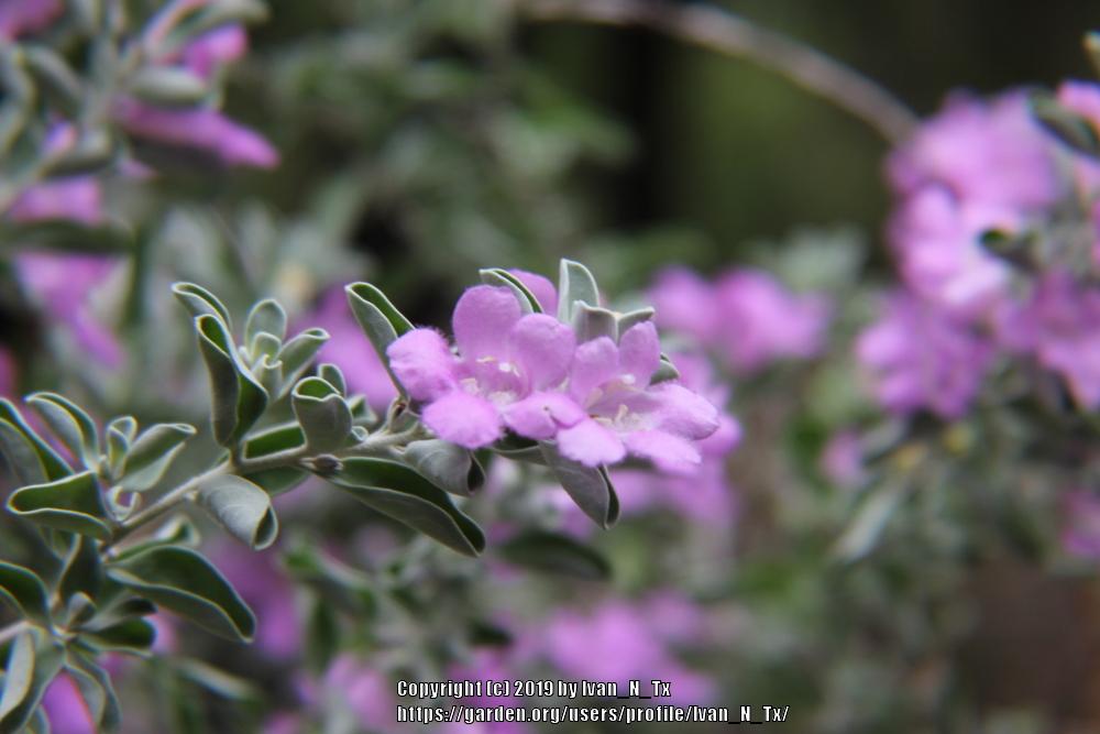 Photo of Texas Sage (Leucophyllum frutescens) uploaded by Ivan_N_Tx
