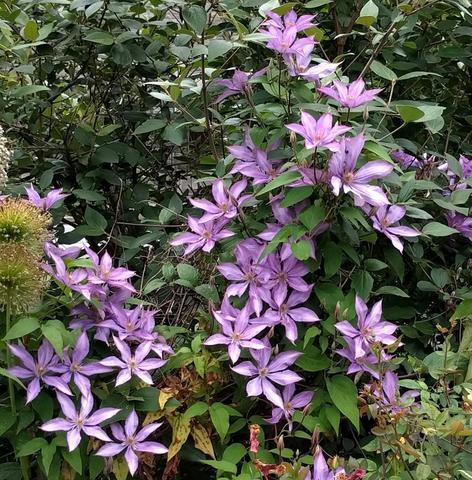 Photo of Clematis 'Bagatelle' uploaded by Calif_Sue