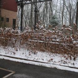 Location: Jenkins Arboretum in Berwyn, Pennsylvania
Date: 2019-01-13
a mass in winter