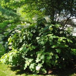 Location: Newtown Square, Pennsylvania
Date: 2013-06-27
a full-grown shrub