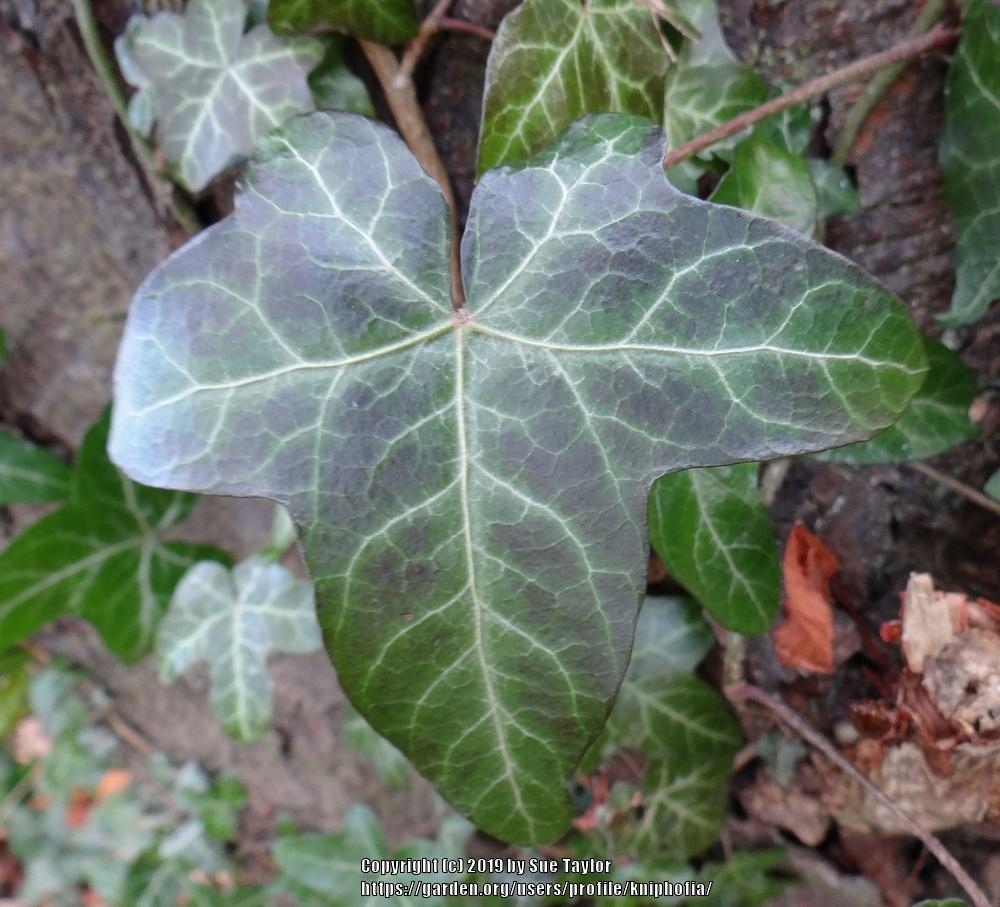 Photo of English Ivy (Hedera helix) uploaded by kniphofia
