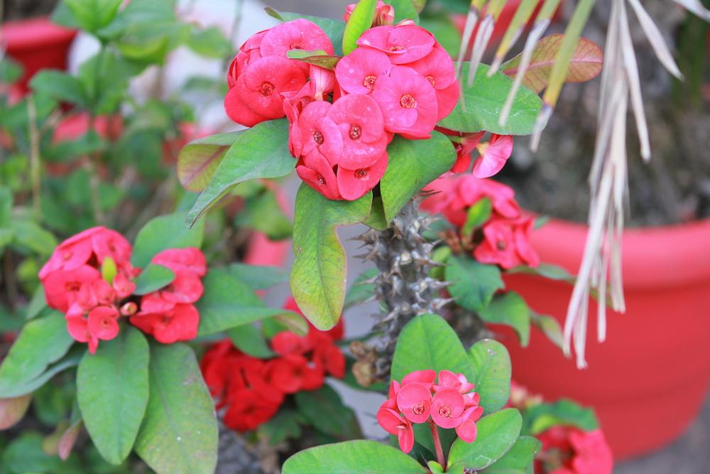 Photo of Crown of Thorns (Euphorbia milii) uploaded by queen1694