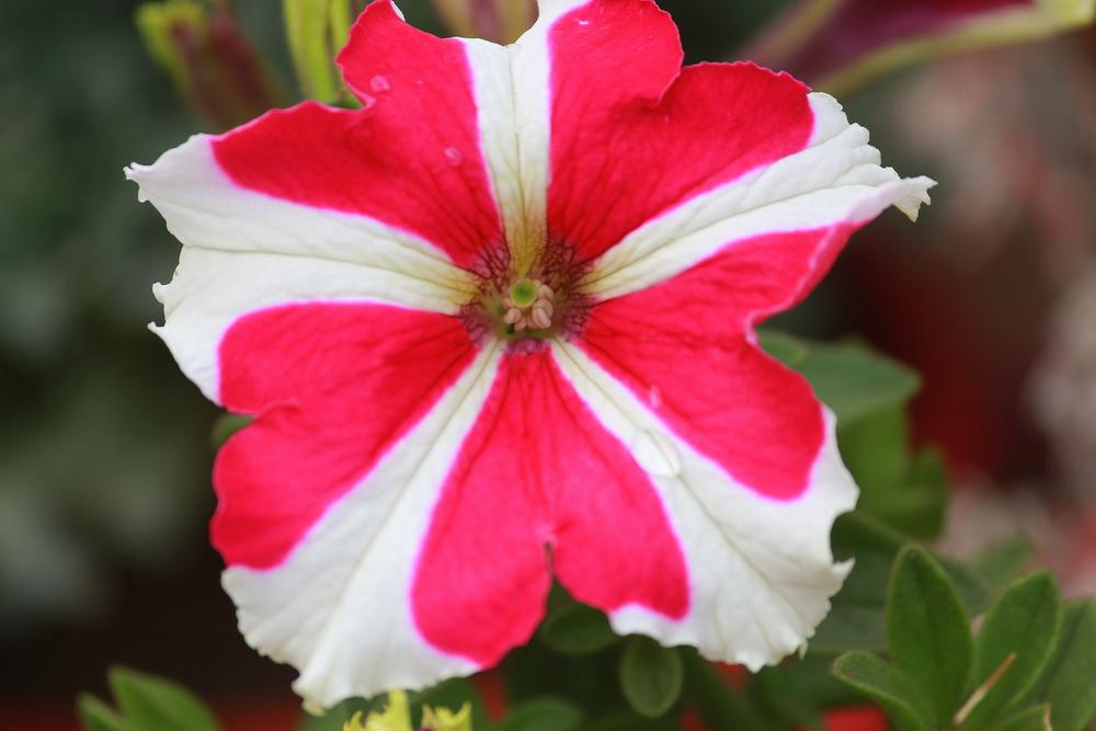 Photo of Petunias (Petunia) uploaded by queen1694