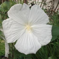 Location: Zone 9 Louisiana in my backyard
Date: 2018-06-04
Pure white 8" flower on my 5ft. plant