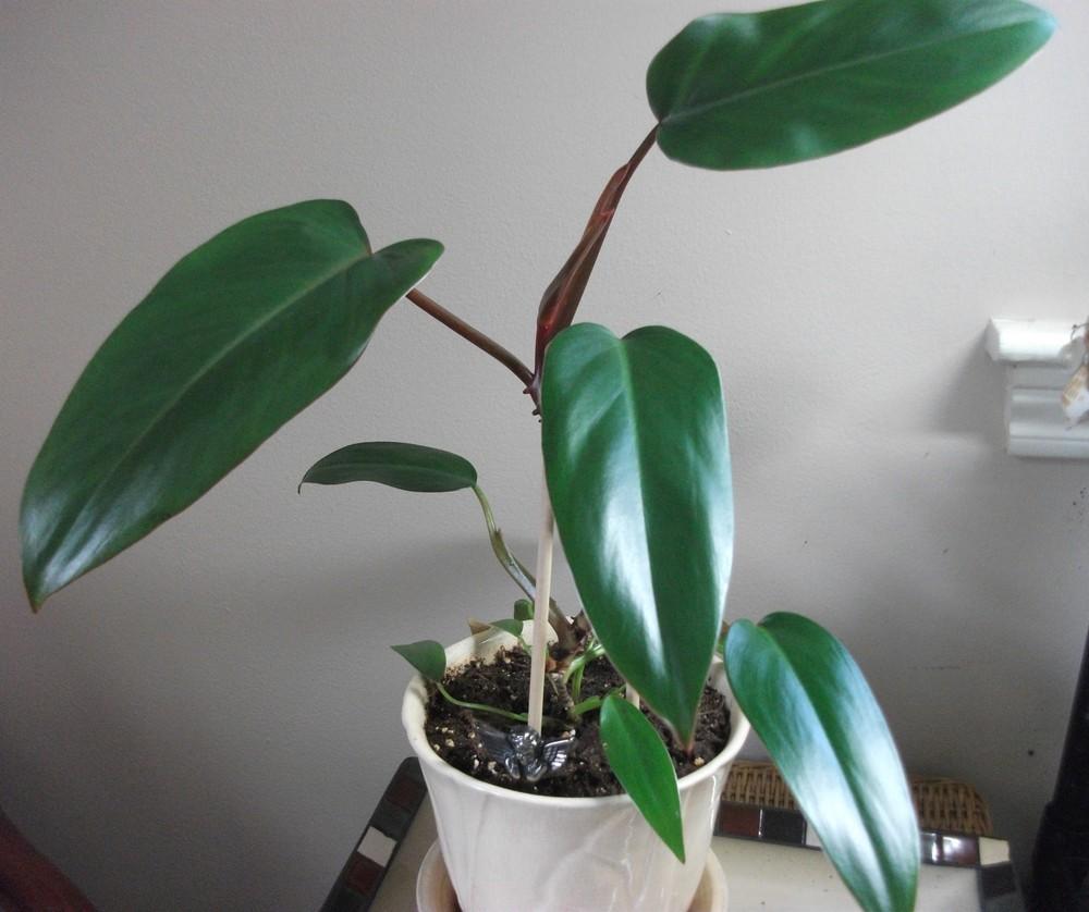 Photo of Philodendrons (Philodendron) uploaded by tabbycat