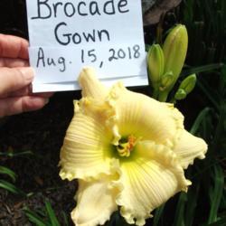 Location: Zone 9 Louisiana in my backyard
Date: 2018-08-16
One of my prettiest yellow day lilies
