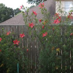 Location: Zone 9 Louisiana in my backyard
Date: 2018-07-08
My 8 ' plants by my back fence