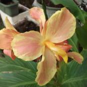 Believed to be 'Chamois', it's dwf. pastel pink, peach & yellow