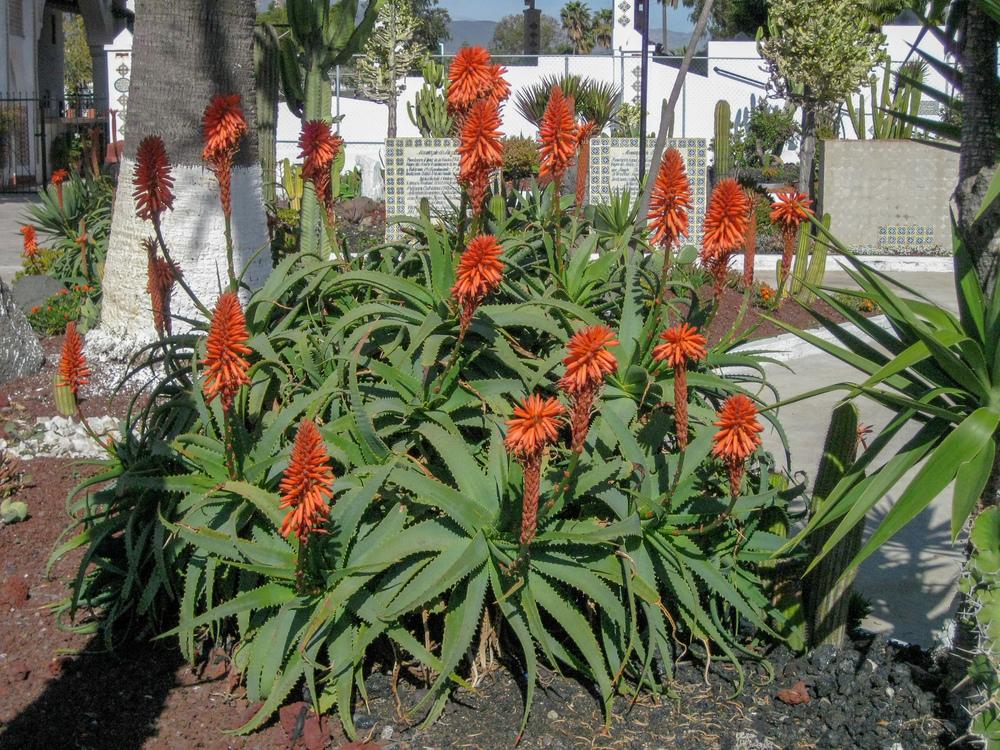 Photo of Krantz Aloe (Aloe arborescens) uploaded by Baja_Costero