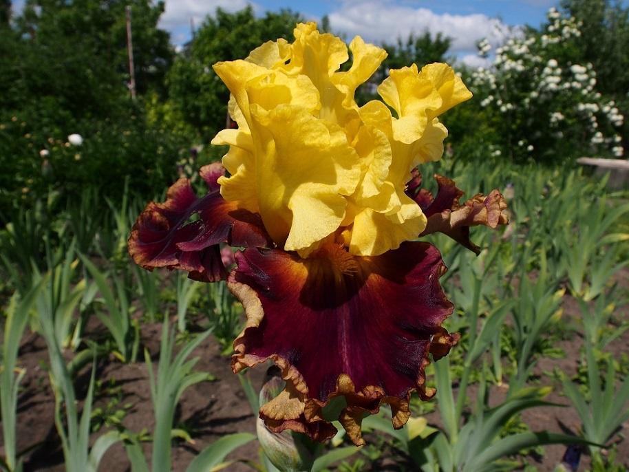 Photo of Tall Bearded Iris (Iris 'In the News') uploaded by IaninaUkr
