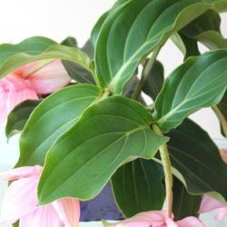 Location: New Jersey
Date: 2014-06-10
I had this as a houseplant in winter and outdoors in summer for y