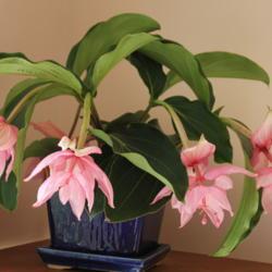 Location: New Jersey
Date: 2014-06-10
Houseplant in November