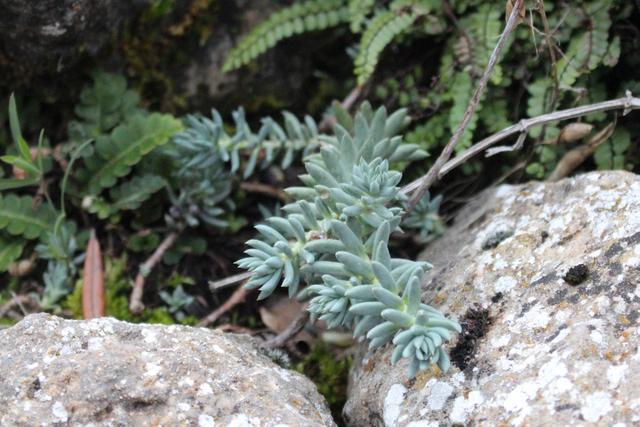 Photo of Sedum (Petrosedum rupestre subsp. rupestre) uploaded by RuuddeBlock