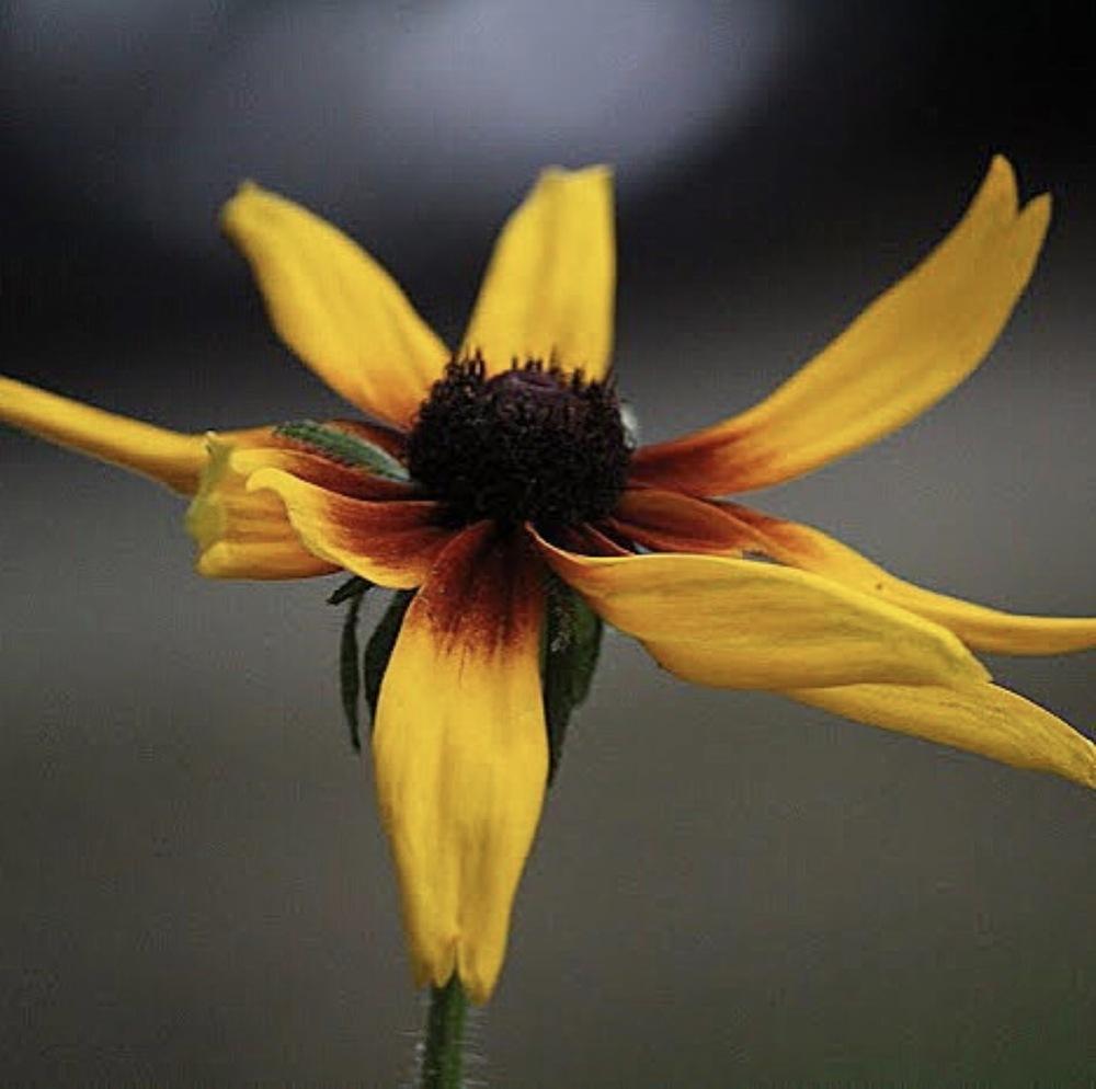 Photo of Black Eyed Susans (Rudbeckia) uploaded by queen1694