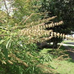 Location: Zone 9 Louisiana my yard
Date: 2018-06-14
New seeds formed toward end of the early Summer flowers