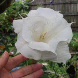 Location: Zone 9 Louisiana in my backyard
Date: 2018-09-06
Hand as comparison to show a large 5" flower