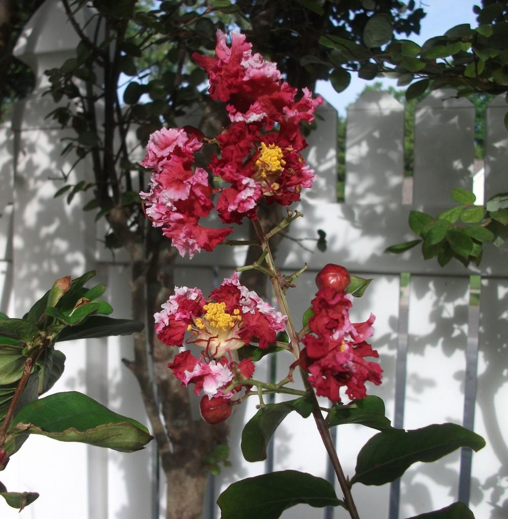 Photo of Crepe Myrtle (Lagerstroemia indica Dynamite®) uploaded by tabbycat