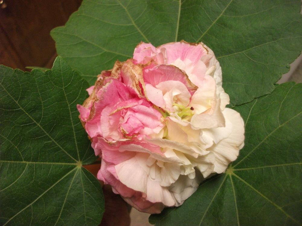 Photo of Confederate Rose (Hibiscus mutabilis) uploaded by tabbycat
