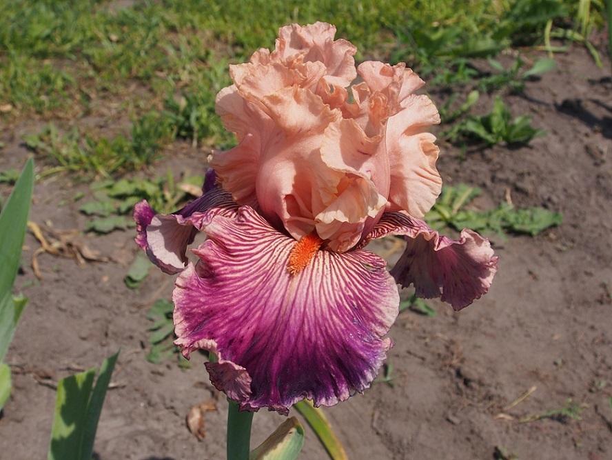 Photo of Tall Bearded Iris (Iris 'Full of Magic') uploaded by IaninaUkr
