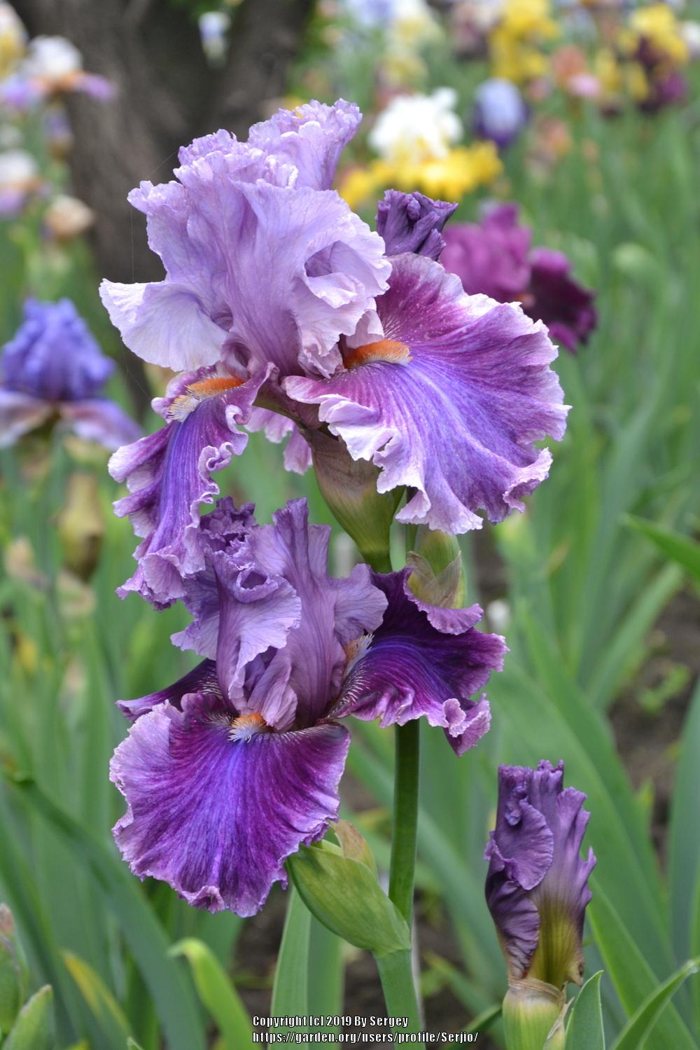 Photo of Tall Bearded Iris (Iris 'Enchanter') uploaded by Serjio