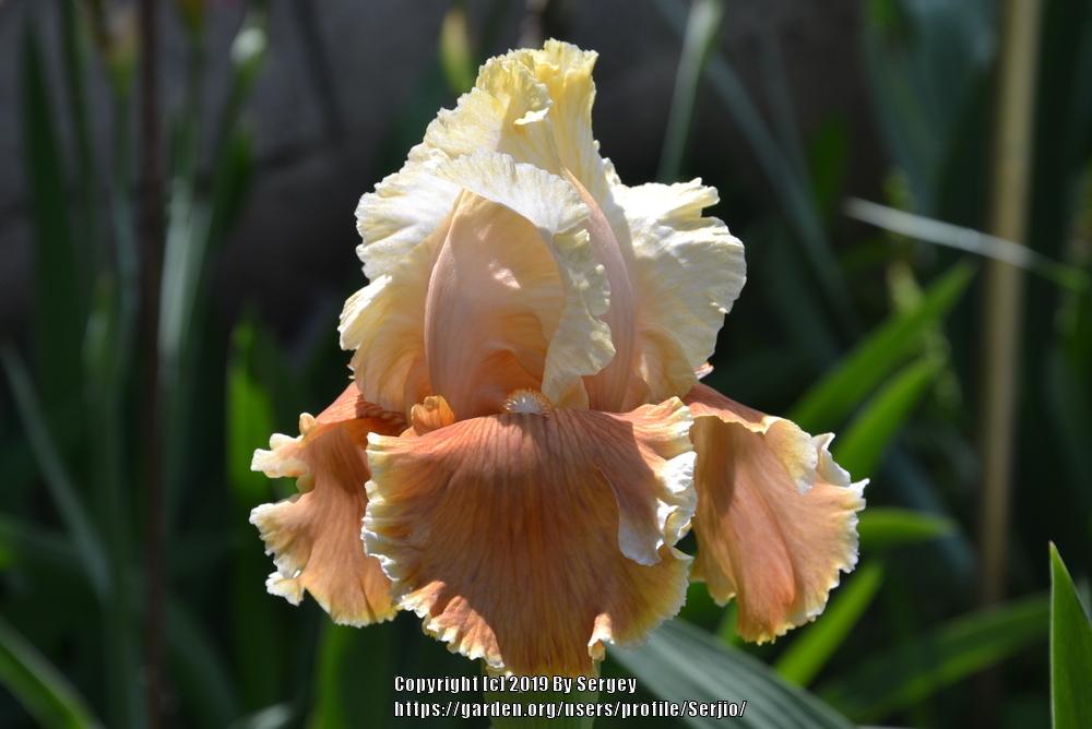 Photo of Tall Bearded Iris (Iris 'English Charm') uploaded by Serjio