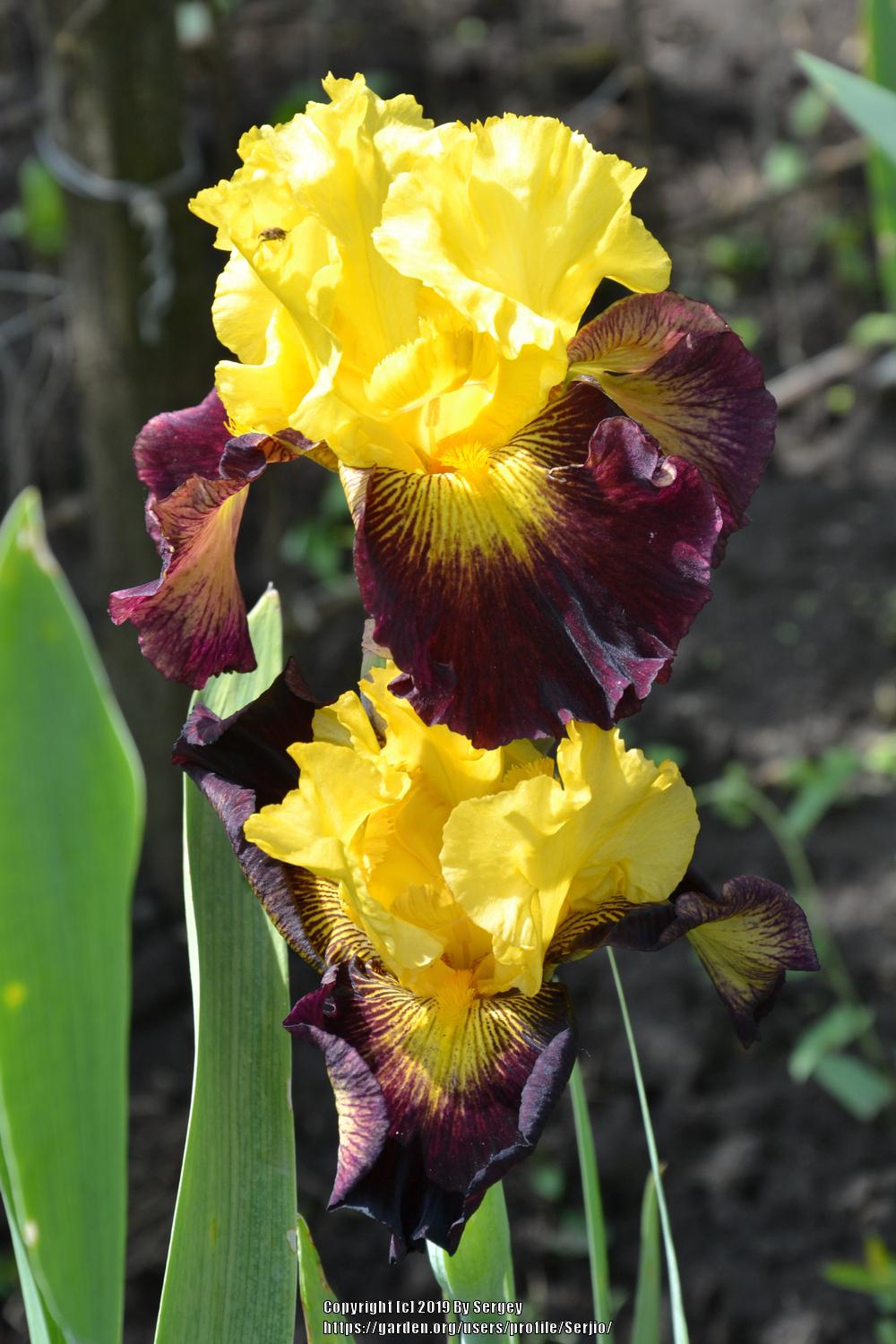 Photo of Tall Bearded Iris (Iris 'Explicit') uploaded by Serjio
