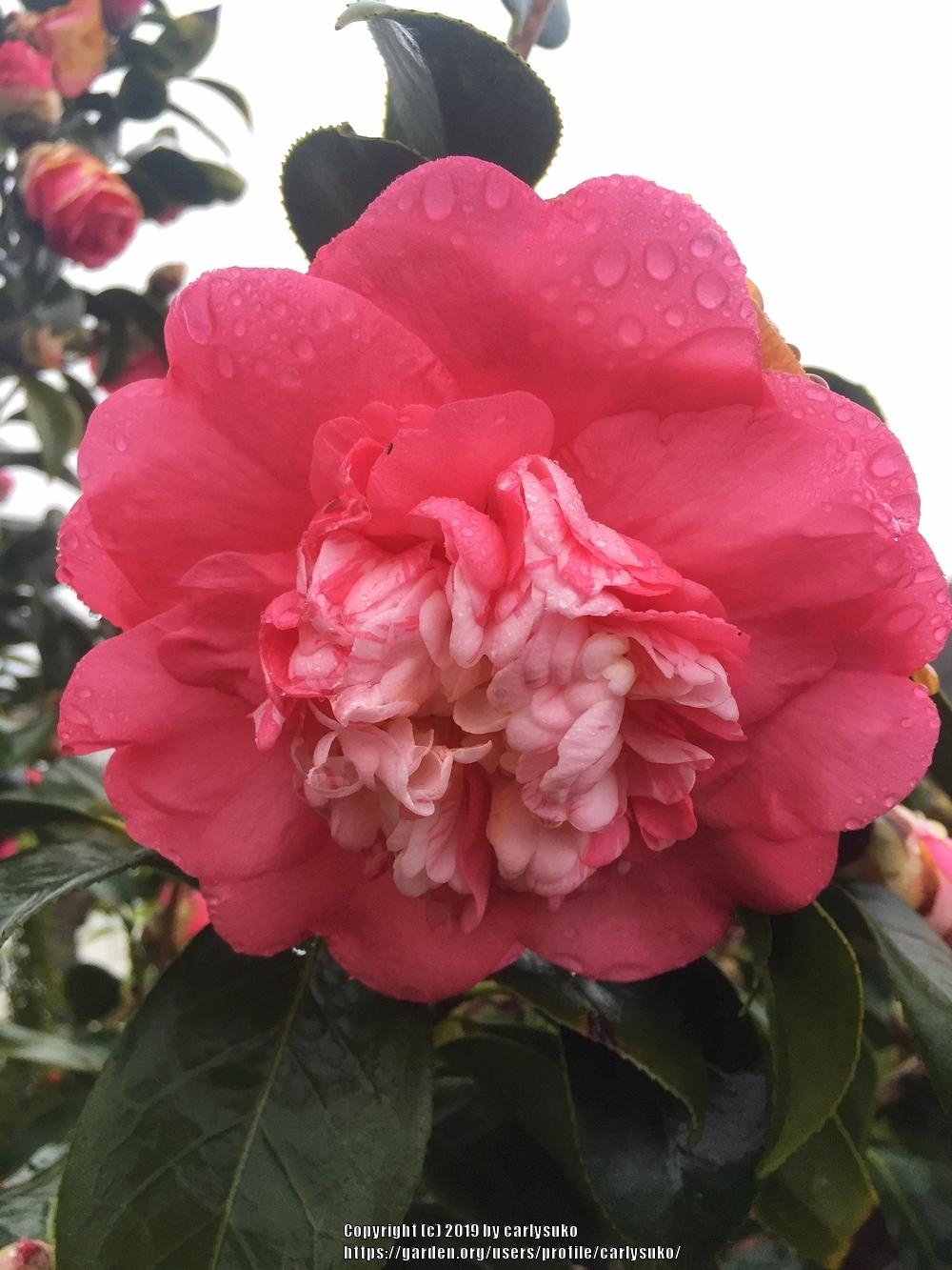 Photo of Camellias (Camellia) uploaded by carlysuko