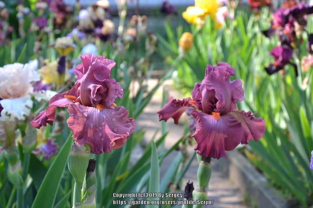 Photo of Tall Bearded Iris (Iris 'Code Red') uploaded by Serjio