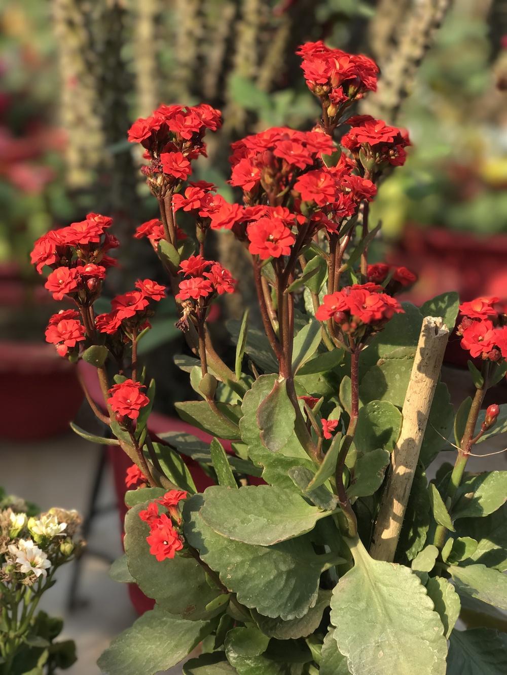 Photo of Kalanchoes (Kalanchoe) uploaded by queen1694