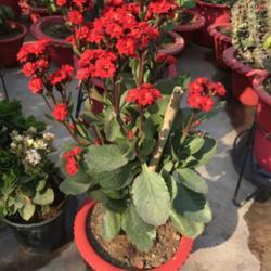 Location: My terrace garden, Jamshedpur- India
Date: 2019-01-22
