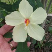 'Mellow Yellow' 4" blooms a 3ft. plant all Summer thru Fall