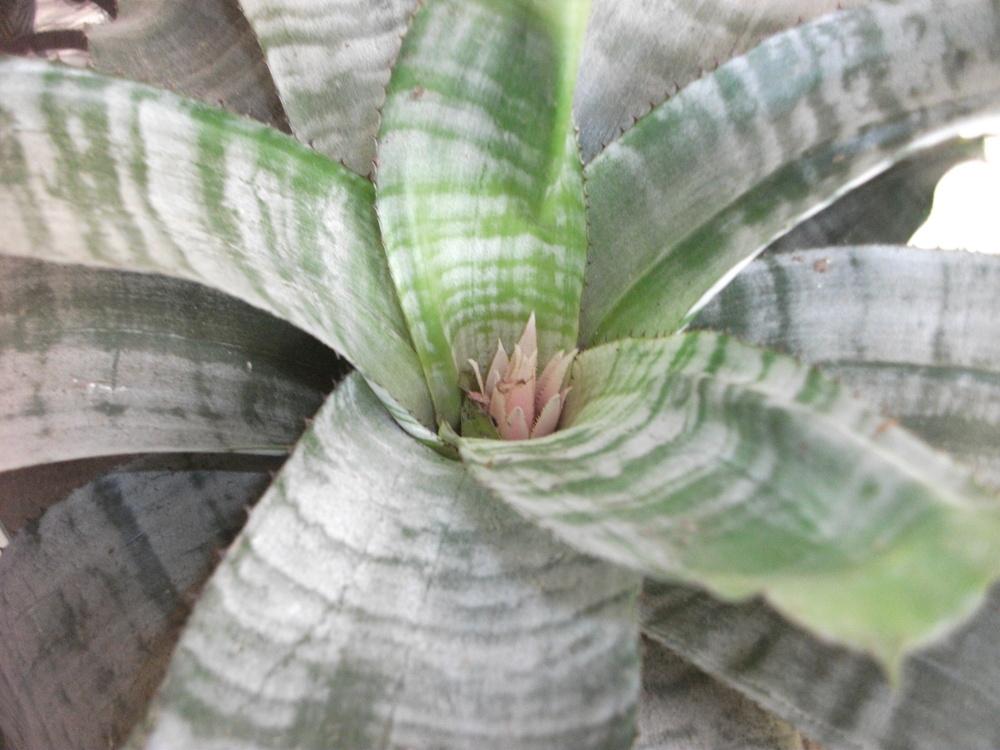 Photo of Urn Plant (Aechmea fasciata) uploaded by tabbycat