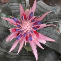 Location: My patio zone 9 Louisiana
Date: 2018-07-03
Full bloom with pink & purple mature inner flowers