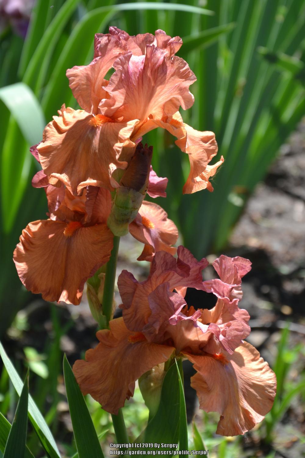 Photo of Tall Bearded Iris (Iris 'Flame Amber') uploaded by Serjio