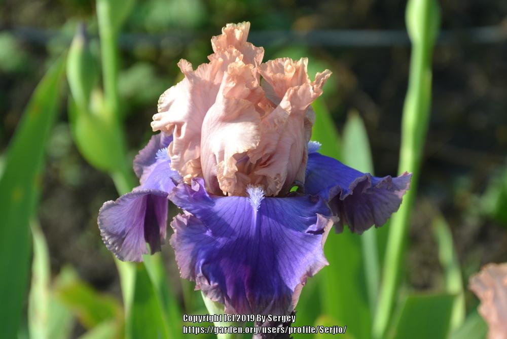 Photo of Tall Bearded Iris (Iris 'Florentine Silk') uploaded by Serjio