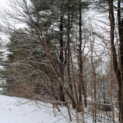 Location: Jenkins Arboretum in Berwyn, Pennsylvania
Date: 2019-01-13
Pawpaws in winter, trunks and stems