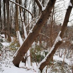 Location: Jenkins Arboretum in Berwyn, Pennsylvania
Date: 2019-01-13
larger trunks in winter